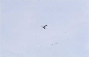 捕獲した餌を運ぶハヤブサの写真