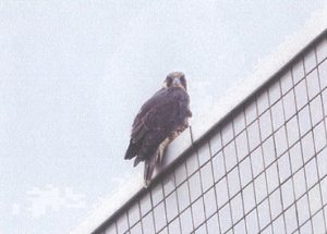 自治会館屋上にとまる幼鳥(1)（6月21日）