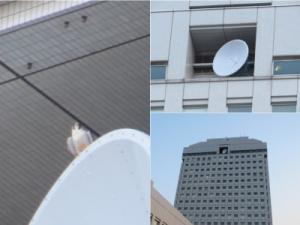 獲物を探すハヤブサの写真