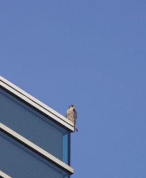 自治会館屋上にとまるハヤブサの写真