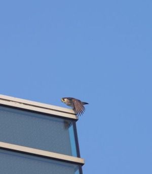 自治会館屋上にとまるハヤブサの写真