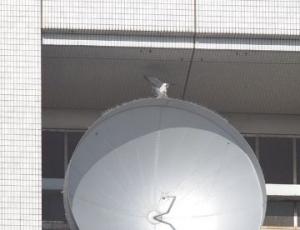 交尾するハヤブサのペアの写真