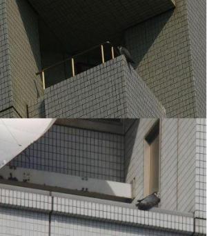 新たに確認されたハヤブサのペアの写真