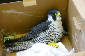 段ボール箱の中に横たわるハヤブサの写真