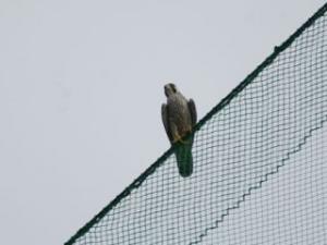 ゴルフ練習場のネットに止まるハヤブサの写真