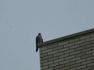 商工会館屋上に止まるハヤブサの写真