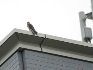 技術士センタービルにとまるハヤブサの写真