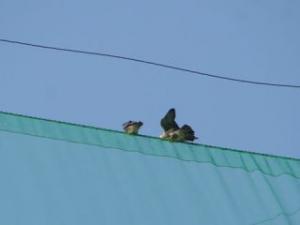 ゴルフ練習場のネットにとまる2羽のヒナの写真