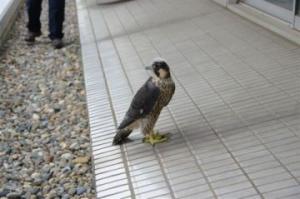 議会庁舎中庭に落下したハヤブサの写真