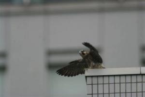 警察庁舎から羽ばたこうとするヒナの写真