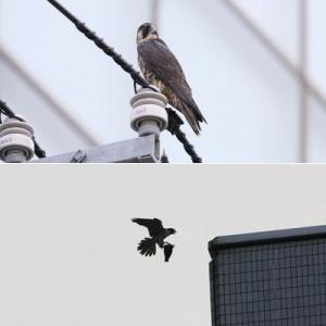 ハヤブサの写真