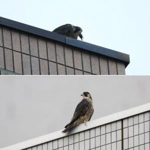 ハヤブサの写真