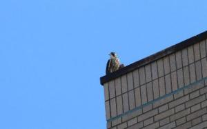 ハヤブサの写真