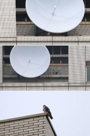 ハヤブサの写真