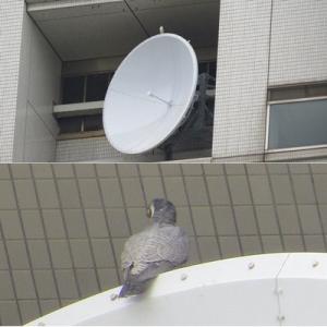 ハヤブサの写真