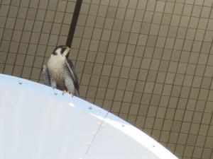 ハヤブサの写真