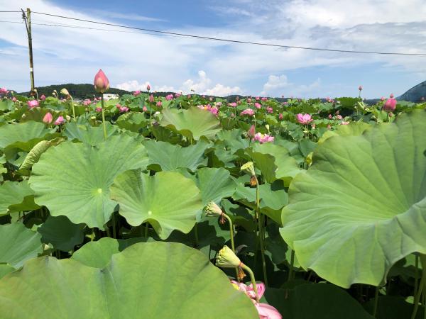 栽培ほ場の花の様子の写真です。