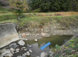 下流から右岸を望む。