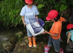 出雲崎小学校（水の中の生き物調査）の画像1