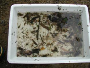 出雲崎小学校（水の中の生き物調査）の画像2