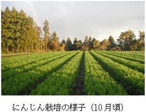 にんじんほ場の写真です