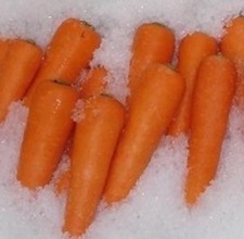 雪中にんじんの紹介