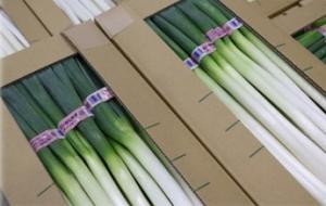 青果市場へ出荷する際のねぎの姿