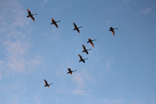白鳥の群れ