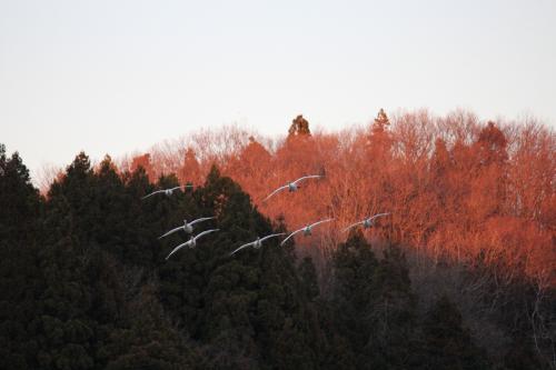 池の上空を飛ぶ白鳥