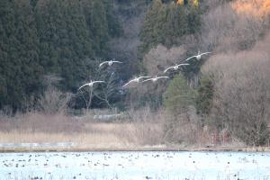 池の上を飛ぶ白鳥1