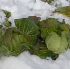 雪下キャベツ