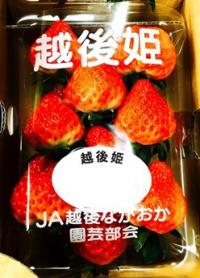 越後姫の出荷の荷姿