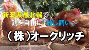 動画　”放し飼い卵”（株）オークリッチのサムネイル