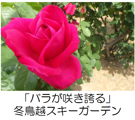 冬鳥越スキーガーデンのバラ園の記事へのリンク画像