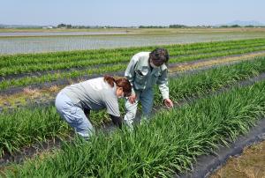にらの生育確認