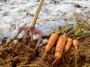 豪雪の地から雪上オンラインイベント