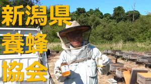 動画　新潟県養蜂協会のサムネイル