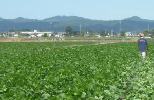 水田地帯の枝豆栽培