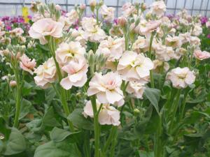 ストックの花の様子