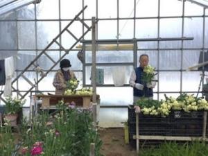 ストックの収穫後の調整作業