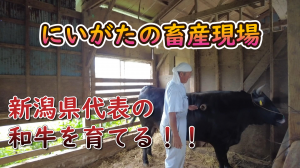 画像　村上牛の現場の動画