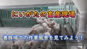 画像　姿農場（養豚）の動画
