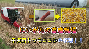 画像　子実用トウモロコシの収穫動画