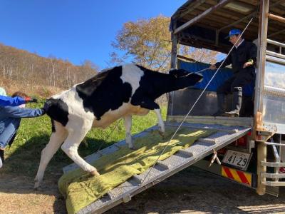 トラックに積み込まれる牛