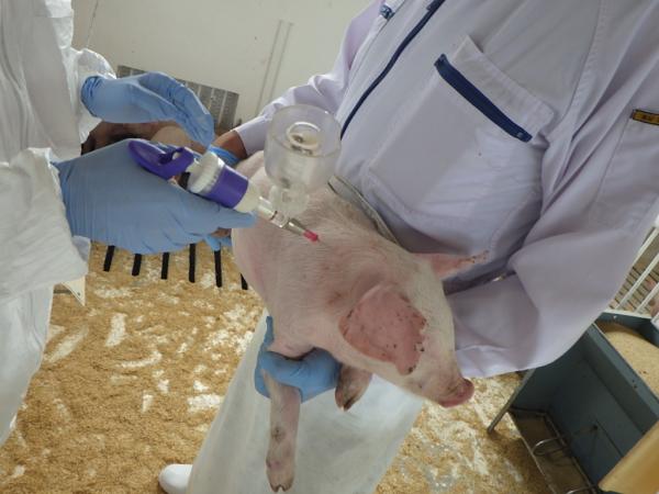 ワクチンを注射される子豚