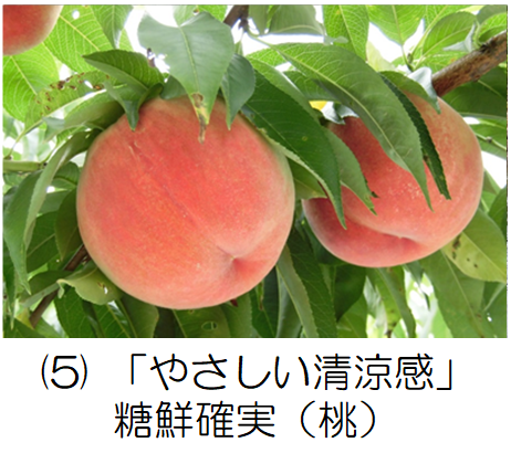 糖鮮確実（桃）の記事へのリンク画像