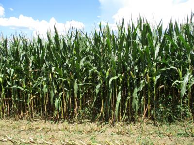 収穫前の飼料用トウモロコシ