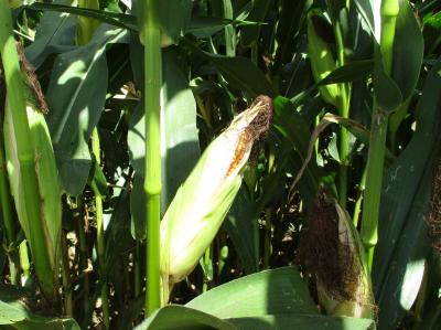 飼料用トウモロコシの子実