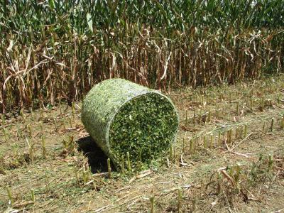 ラッピング前のロールベール