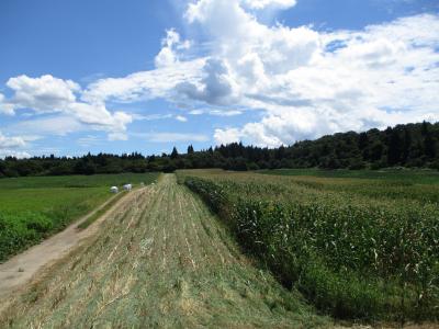 飼料用トウモロコシの圃場